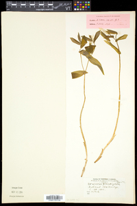 Uvularia grandiflora image