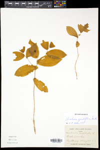 Uvularia grandiflora image