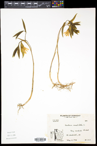 Uvularia sessilifolia image