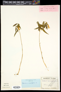 Uvularia sessilifolia image