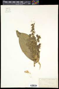 Veratrum viride image