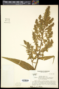 Veratrum viride image