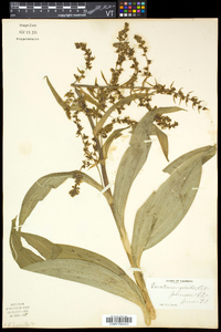 Veratrum viride image