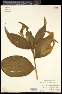 Veratrum viride image