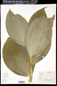 Veratrum viride image