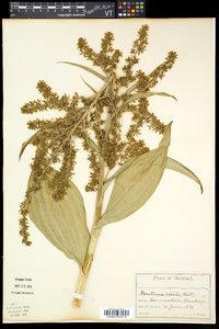 Veratrum viride image