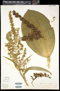 Veratrum viride image