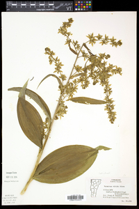 Veratrum viride image