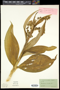 Veratrum viride image