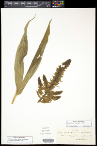 Veratrum viride image