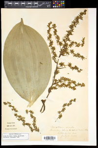 Veratrum viride image