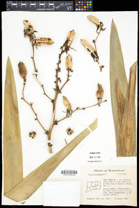 Yucca filamentosa image