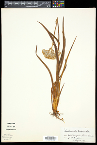 Lachnanthes caroliana image