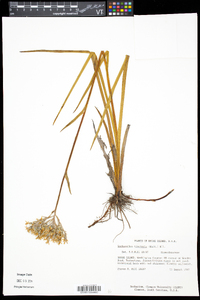 Lachnanthes caroliana image