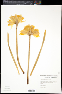 Narcissus pseudonarcissus image