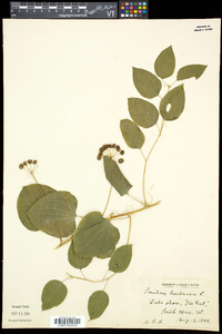 Smilax herbacea image