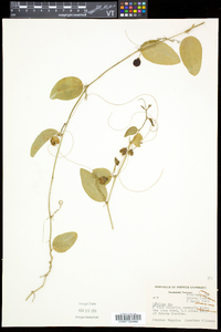 Smilax herbacea image