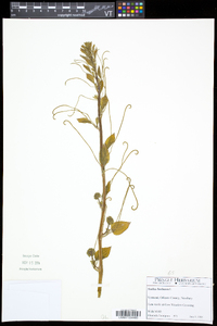 Smilax herbacea image