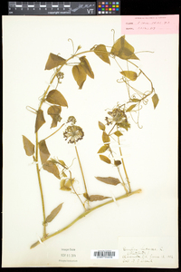 Smilax herbacea image