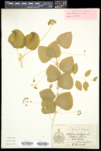 Smilax herbacea image