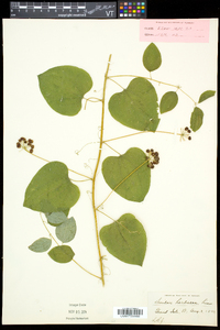 Smilax herbacea image