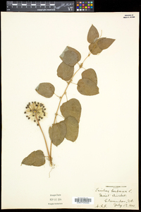 Smilax herbacea image