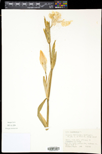 Iris pseudacorus image