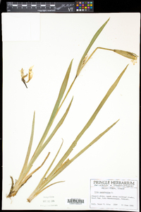 Iris pseudacorus image