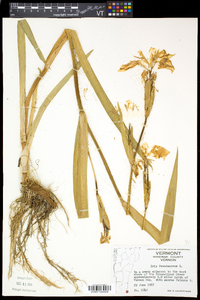 Iris pseudacorus image