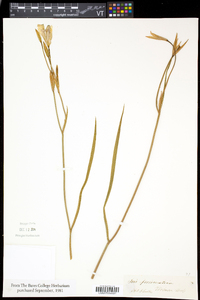 Iris prismatica image