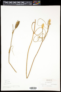 Iris prismatica image