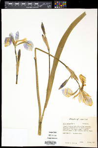 Iris versicolor image