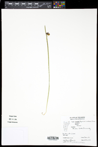 Sisyrinchium montanum image