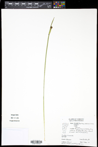 Sisyrinchium montanum image