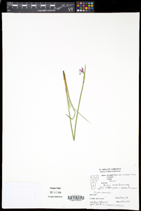 Sisyrinchium montanum image