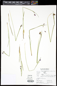 Sisyrinchium montanum image