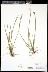 Sisyrinchium montanum image