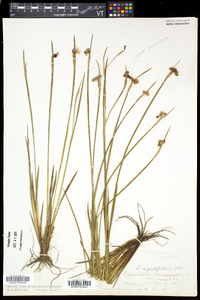 Sisyrinchium montanum image