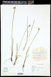 Sisyrinchium montanum var. crebrum image