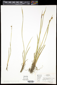 Sisyrinchium montanum image