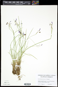 Sisyrinchium atlanticum image