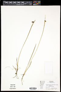 Sisyrinchium montanum image