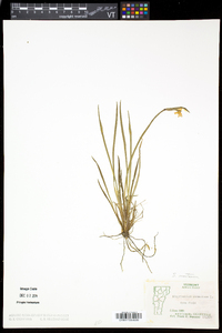 Sisyrinchium montanum image