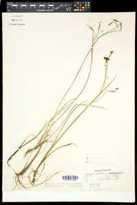 Sisyrinchium atlanticum image