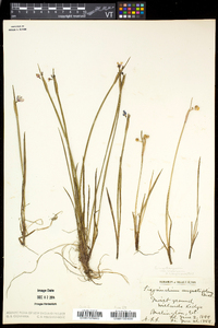 Sisyrinchium montanum image