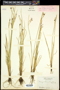 Sisyrinchium atlanticum image