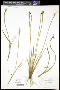 Sisyrinchium montanum var. crebrum image