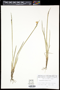 Sisyrinchium montanum image