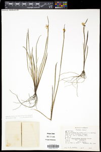 Sisyrinchium montanum image