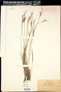 Sisyrinchium mucronatum image